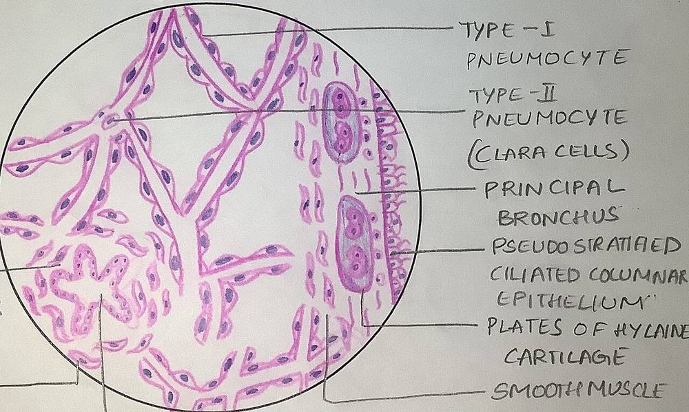Disegno del tessuto polmonare con gli alveoli