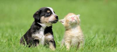 Cuccioli e vaping