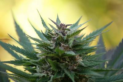 Cannabis, alla vigilia di una svolta storica