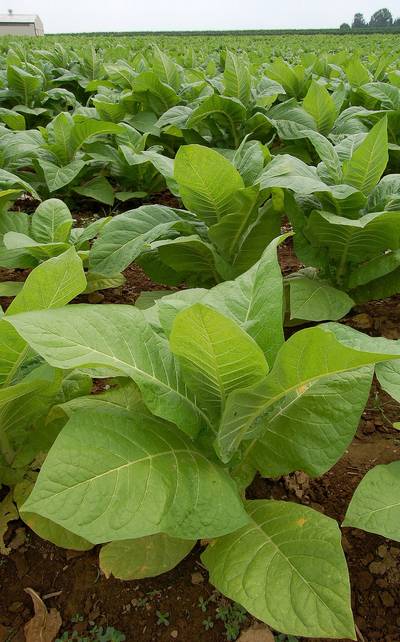 Cosa significa veramente «nicotina senza tabacco» e perché non è una garanzia di sicurezza